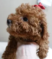 Deep Red, a male Poodle - Toy  for sale in Colcord, OK – 5 of 10
