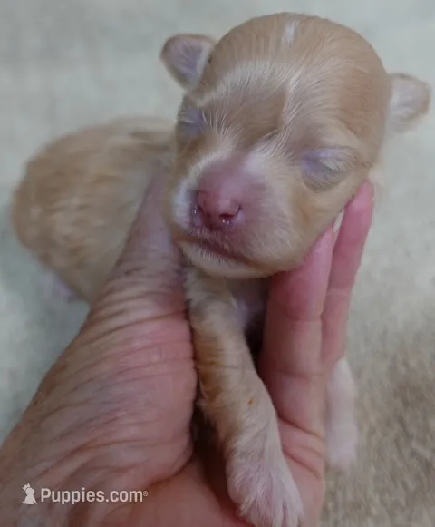 Duchess – Maltipoo puppy for sale in Colcord, OK