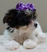 TEACUP Claire 1.2 lbs , a female Yorkshire Terrier for sale in Colcord, OK – 7 of 10