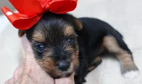 Ziggy 1 lb 5 ounces, a male Yorkshire Terrier for sale in Colcord, OK – 6 of 10