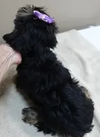 2nd chance door trained , a female Yorkshire Terrier for sale in Colcord, OK – 9 of 10