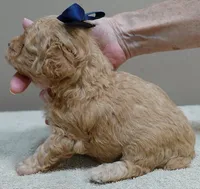 Loki dark red, a male Poodle - Toy  for sale in Colcord, OK – 5 of 10