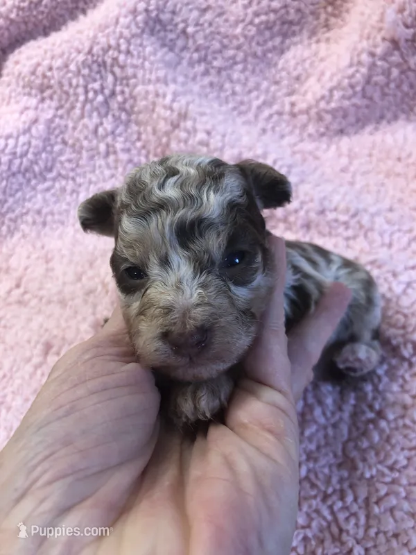 Ledger APRI – Poodle - Toy  puppy for sale in Colcord, OK