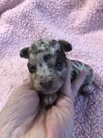Ledger APRI, a male Poodle - Toy  for sale in Colcord, OK – 1 of 9