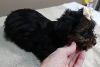 huge lover dog door trained , a female Yorkshire Terrier for sale in Colcord, OK – 9 of 10