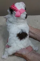 Maggie mae chocolate parti, a female Poodle - Toy  for sale in Colcord, OK – 9 of 10