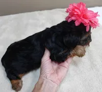 Bubbles, a female Yorkshire Terrier for sale in Colcord, OK – 3 of 10