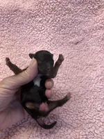 Molly 4 1/2 ounces , a female Yorkshire Terrier for sale in Colcord, OK – 7 of 9