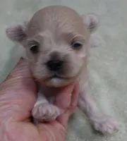 Brynn 12 ounces, a female Maltipoo for sale in Colcord, OK – 6 of 10