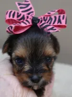Tiny Daisy 14 ounces, a female Yorkshire Terrier for sale in Colcord, OK – 3 of 10