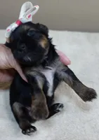 Molly 9 ounces pending, a female Yorkshire Terrier for sale in Colcord, OK – 3 of 6