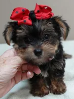 Moose, a male Yorkshire Terrier for sale in Colcord, OK – 4 of 10