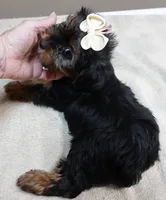 huge lover dog door trained , a female Yorkshire Terrier for sale in Colcord, OK – 8 of 10