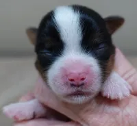 processed/f4794442-ffad-4712-9e62-aff68bf99519/listing/37ae7ca5-1709-4161-9705-a438ee1ebe41/4f1c5a37-762a-42e2-b925-85319027c617