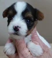 Teeny Winter 13 ounces, a female Yorkshire Terrier for sale in Colcord, OK – Photo 5 of 10