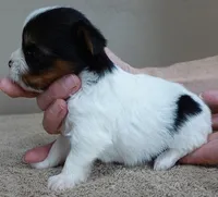 Teeny Winter 13 ounces, a female Yorkshire Terrier for sale in Colcord, OK – Photo 2 of 10
