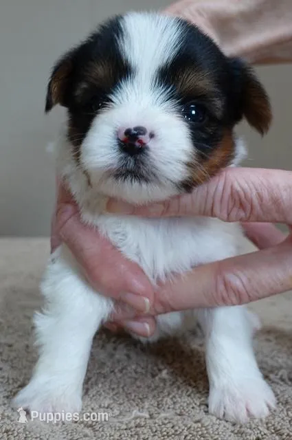 Teeny Winter 13 ounces