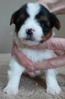 Teeny Winter 13 ounces, a female Yorkshire Terrier for sale in Colcord, OK – Photo 1 of 10