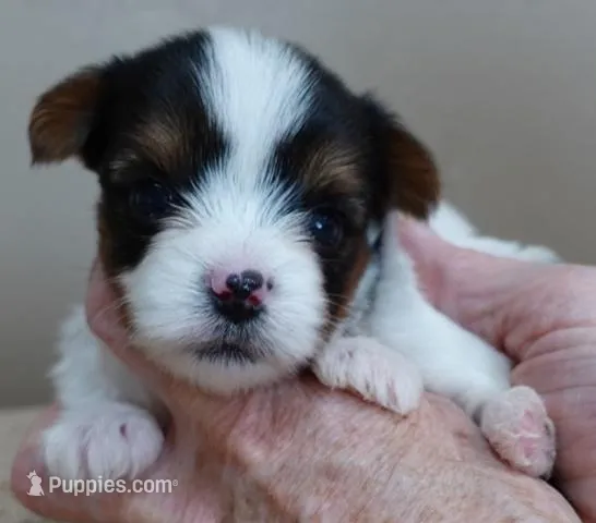 Teeny Winter 13 ounces