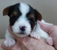 Teeny Winter 13 ounces, a female Yorkshire Terrier for sale in Colcord, OK – Photo 7 of 10
