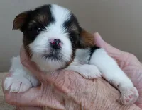 Teeny Winter 13 ounces, a female Yorkshire Terrier for sale in Colcord, OK – Photo 4 of 10