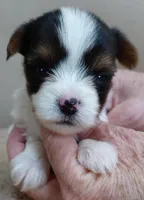 Teeny Winter 13 ounces, a female Yorkshire Terrier for sale in Colcord, OK – Photo 6 of 10