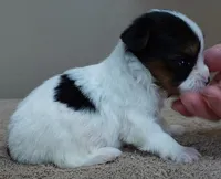 Teeny Winter 13 ounces, a female Yorkshire Terrier for sale in Colcord, OK – Photo 3 of 10