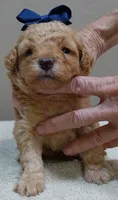 Loki dark red, a male Poodle - Toy  for sale in Colcord, OK – 2 of 10