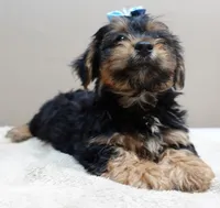 needs home 1, a male Yorkshire Terrier for sale in Colcord, OK – 6 of 10