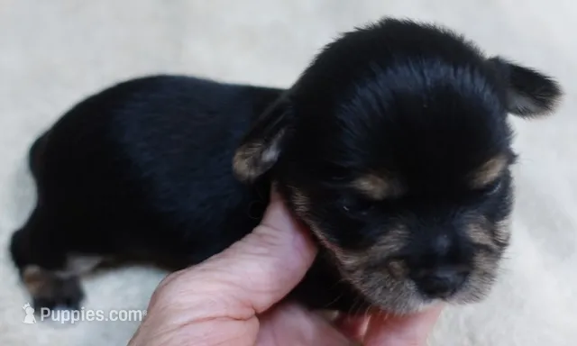 Noodles  – Yorkshire Terrier puppy for sale in Colcord, OK