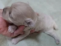Brynn 12 ounces, a female Maltipoo for sale in Colcord, OK – 5 of 10