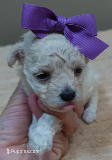 Maddie – Maltipoo puppy for sale in Colcord, OK