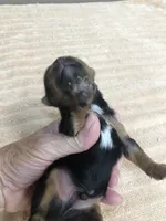 Oakley, a male Yorkshire Terrier for sale in Colcord, OK – 4 of 9
