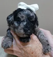 Milo blue merle, a male Poodle - Toy  for sale in Colcord, OK – 5 of 10