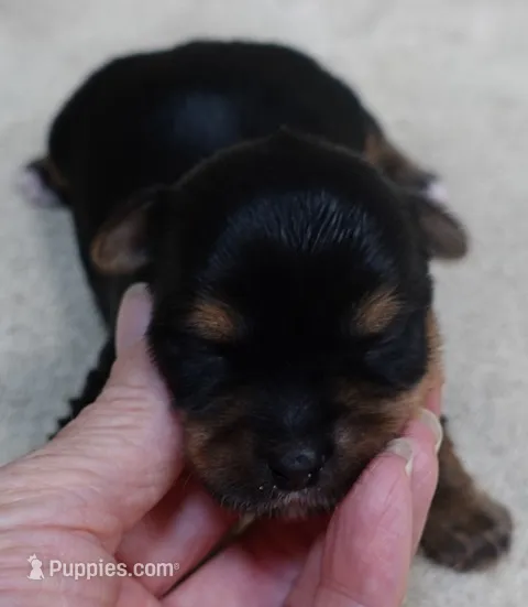 Moose – Yorkshire Terrier puppy for sale in Colcord, OK
