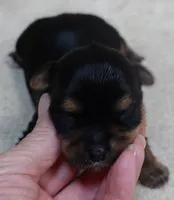 Moose, a male Yorkshire Terrier for sale in Colcord, OK – 1 of 9