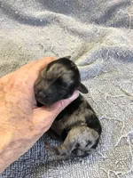 Mirlo, a male Poodle - Toy  for sale in Colcord, OK – 8 of 10