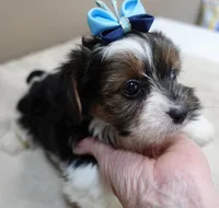 Eli parti, a male Yorkshire Terrier for sale in Colcord, OK – 2 of 10
