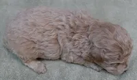 Fern , a female Maltipoo for sale in Colcord, OK – 3 of 10