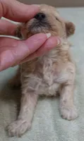 Echo, a male Maltipoo for sale in Colcord, OK – 4 of 10