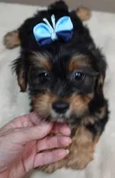 needs home 1, a male Yorkshire Terrier for sale in Colcord, OK – 3 of 10