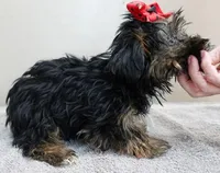 2 lbs 11 ozs  RARE black face male sale 5, a male Yorkshire Terrier for sale in Colcord, OK – Photo 6 of 10