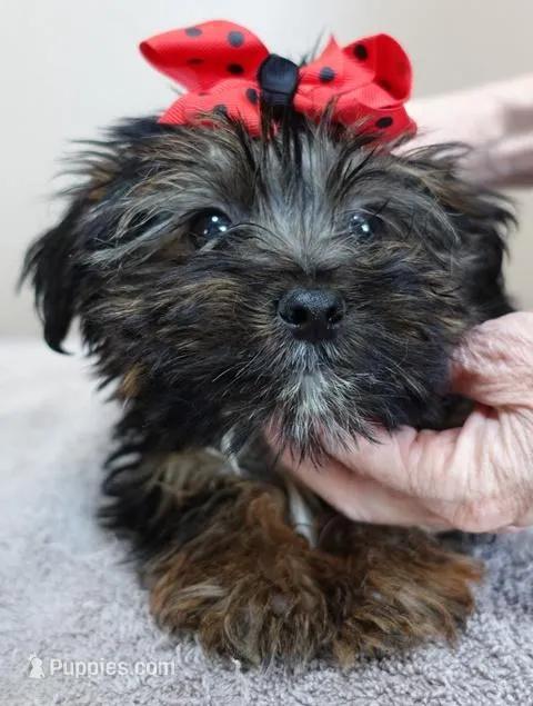 2 lbs 11 ozs  RARE black face male sale 5 – Yorkshire Terrier puppy for sale in Colcord, OK
