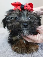 2 lbs 11 ozs  RARE black face male sale 5, a male Yorkshire Terrier for sale in Colcord, OK – Photo 1 of 10