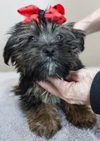 2 lbs 11 ozs  RARE black face male sale 5, a male Yorkshire Terrier for sale in Colcord, OK – Photo 2 of 10