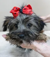 3 lbs 2 ozs  male sale 2 , a male Yorkshire Terrier for sale in Colcord, OK – Photo 8 of 10