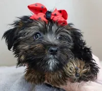 2 lbs 11 ozs  RARE black face male sale 5, a male Yorkshire Terrier for sale in Colcord, OK – Photo 7 of 10
