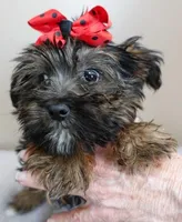 2 lbs 11 ozs  RARE black face male sale 5, a male Yorkshire Terrier for sale in Colcord, OK – Photo 4 of 10