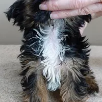 male sale 5, a male Yorkshire Terrier for sale in Colcord, OK – Photo 9 of 10