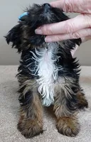 black face, a male Yorkshire Terrier for sale in Colcord, OK – Photo 9 of 10